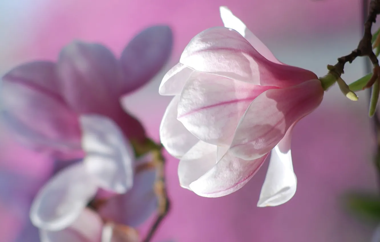Photo wallpaper flowers, nature, background, spring, petals, pink, buds, flowering