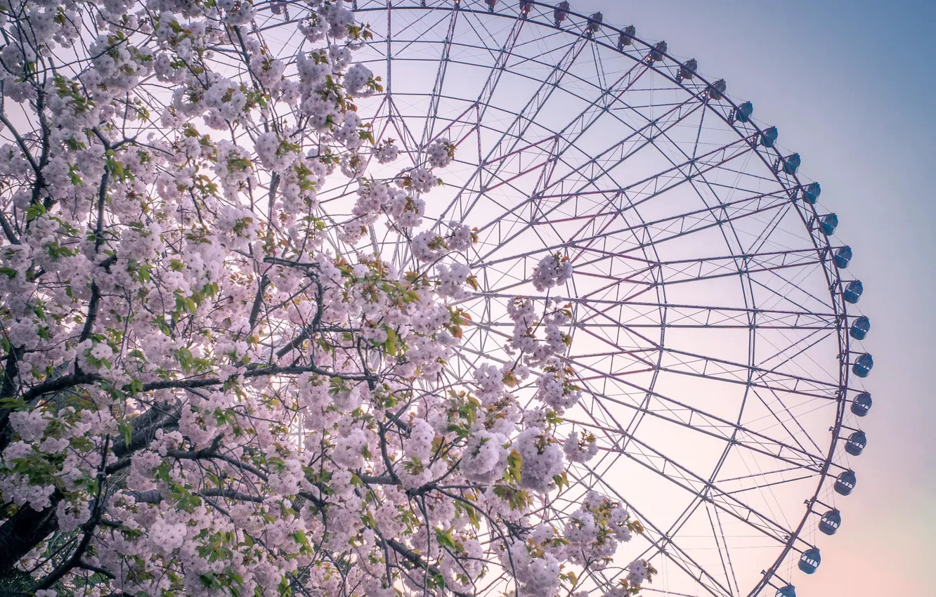 Photo wallpaper trees, flowers, spring, Ferris wheel, amusement