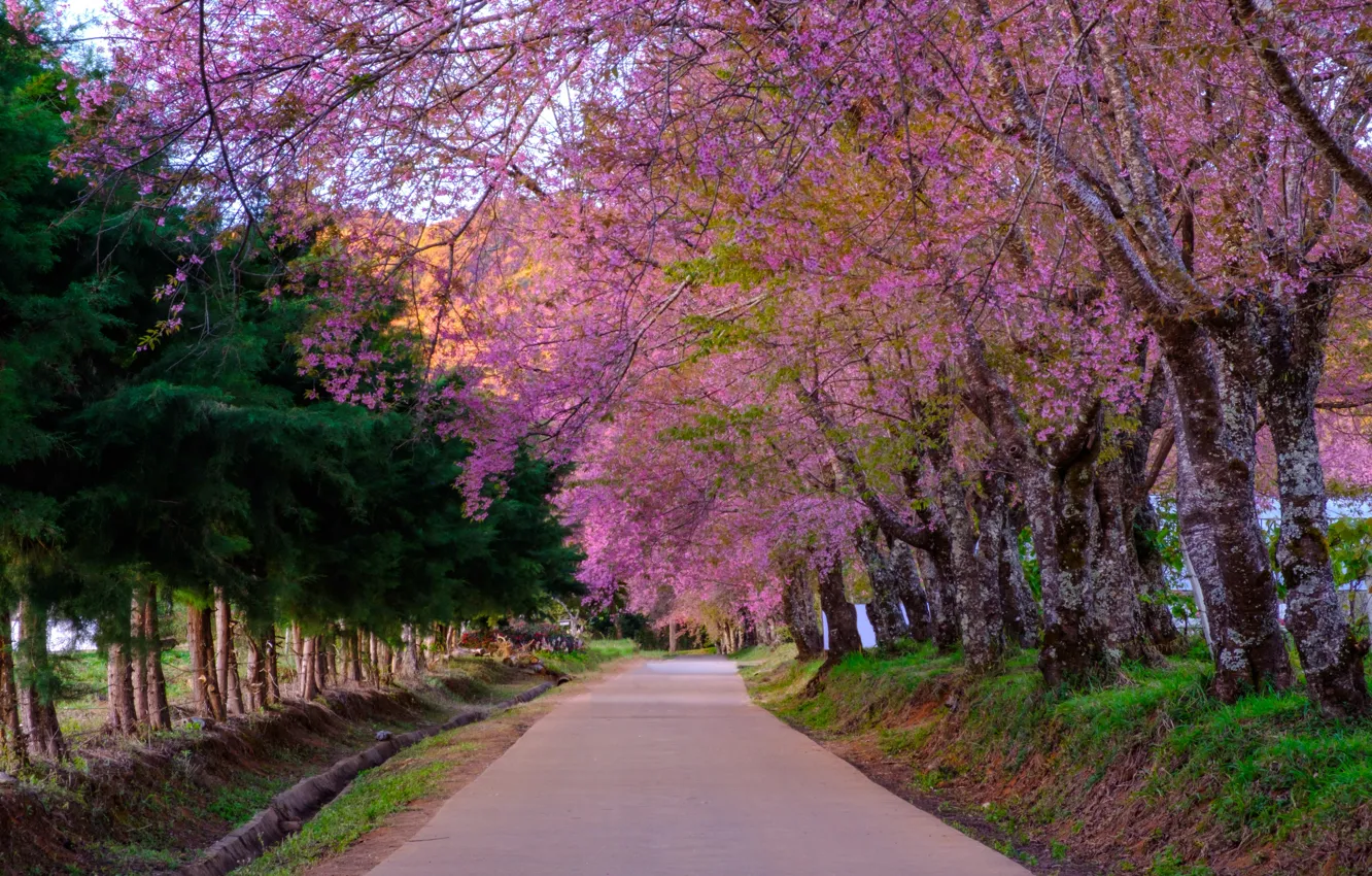 Photo wallpaper road, trees, branches, Park, spring, Sakura, flowering, nature