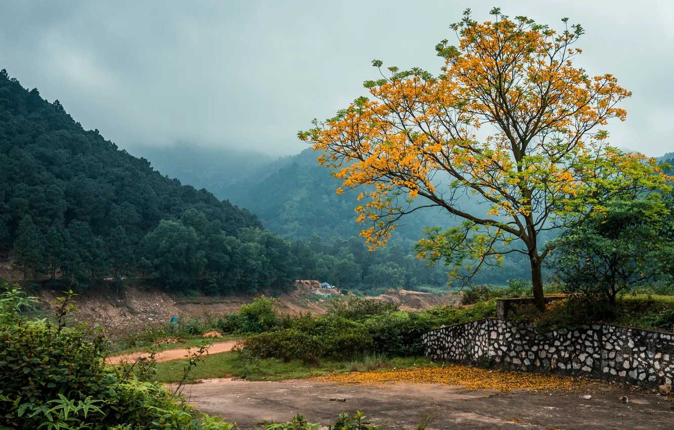 Photo wallpaper forest, trees, mountains, fog, Vietnam