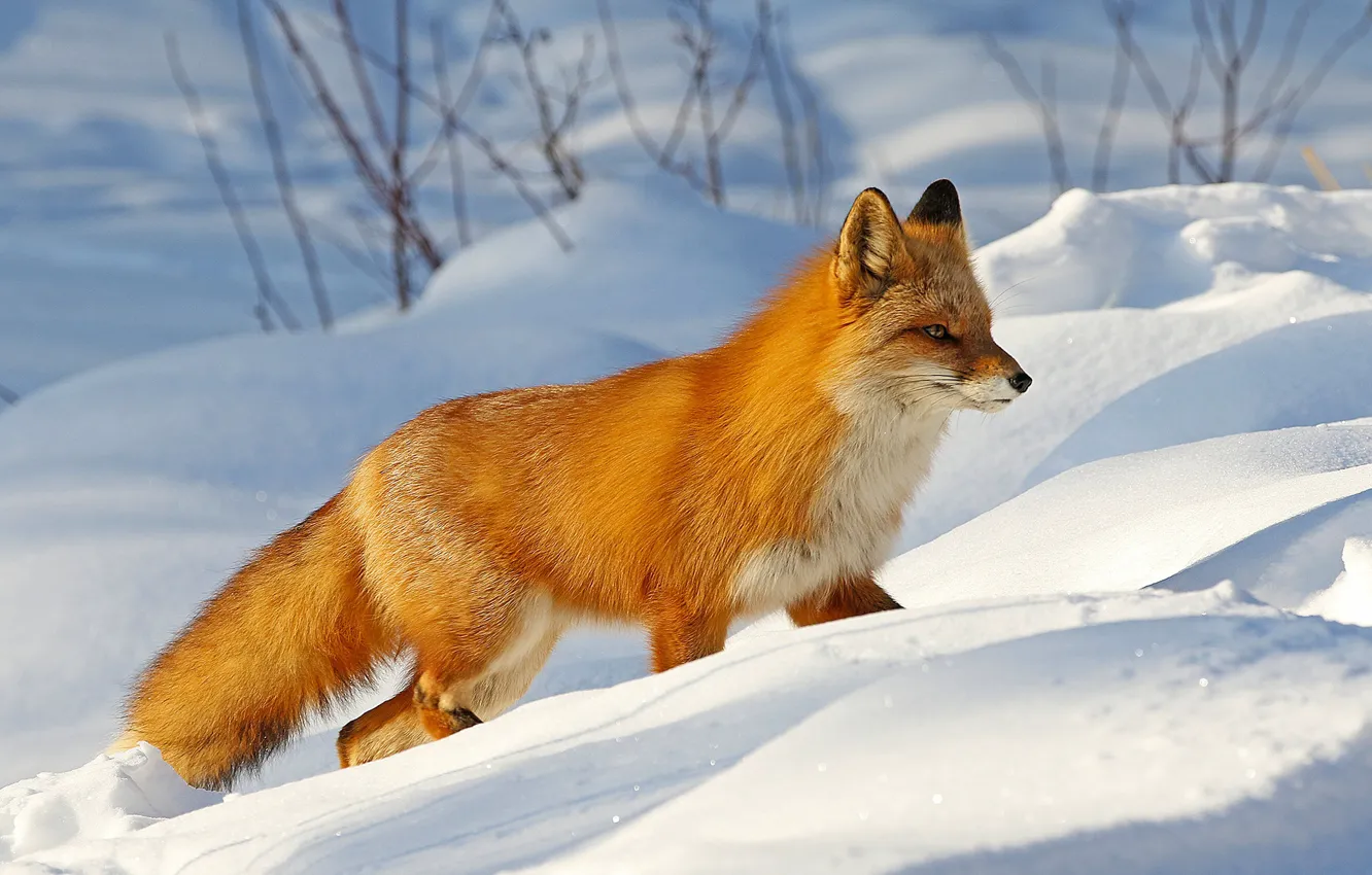 Photo wallpaper winter, snow, nature, animal, Alaska, Fox, the snow, Fox