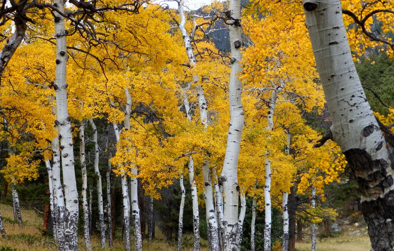 Photo wallpaper autumn, forest, leaves, trees, Colorado, USA, grove, aspen