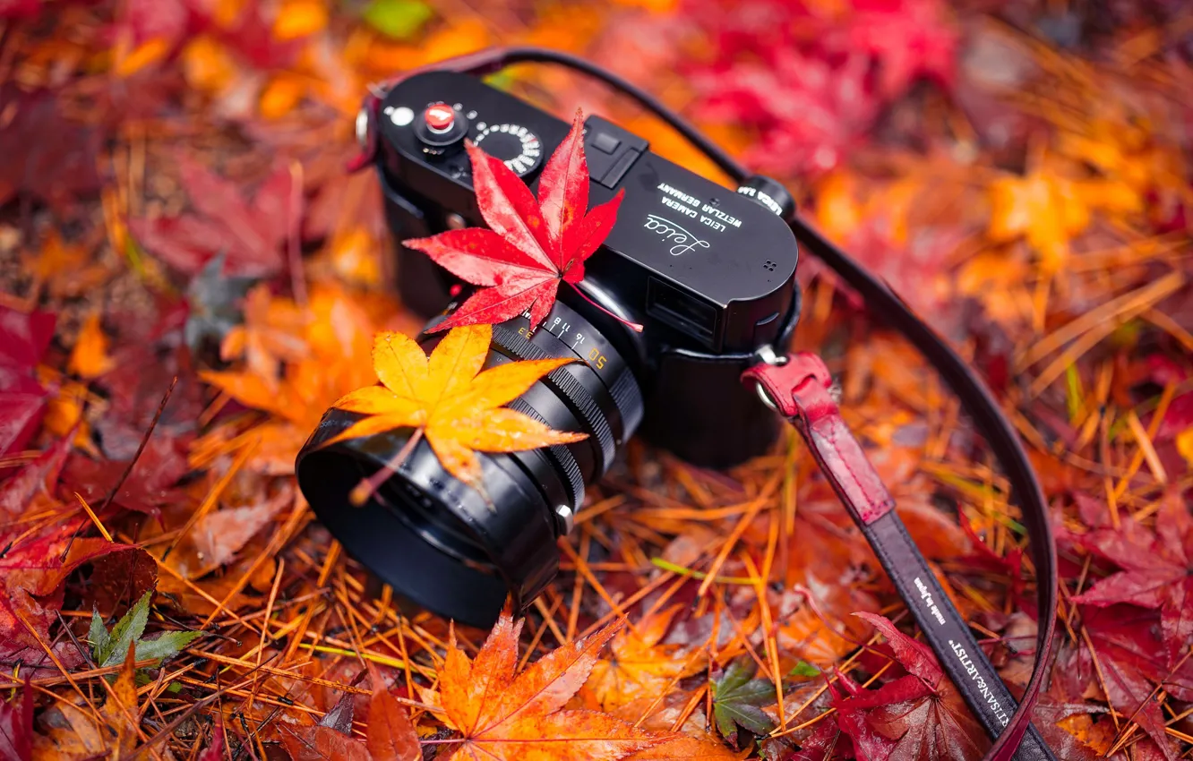 Photo wallpaper leaves, nature, camera, Autumn, Harmony