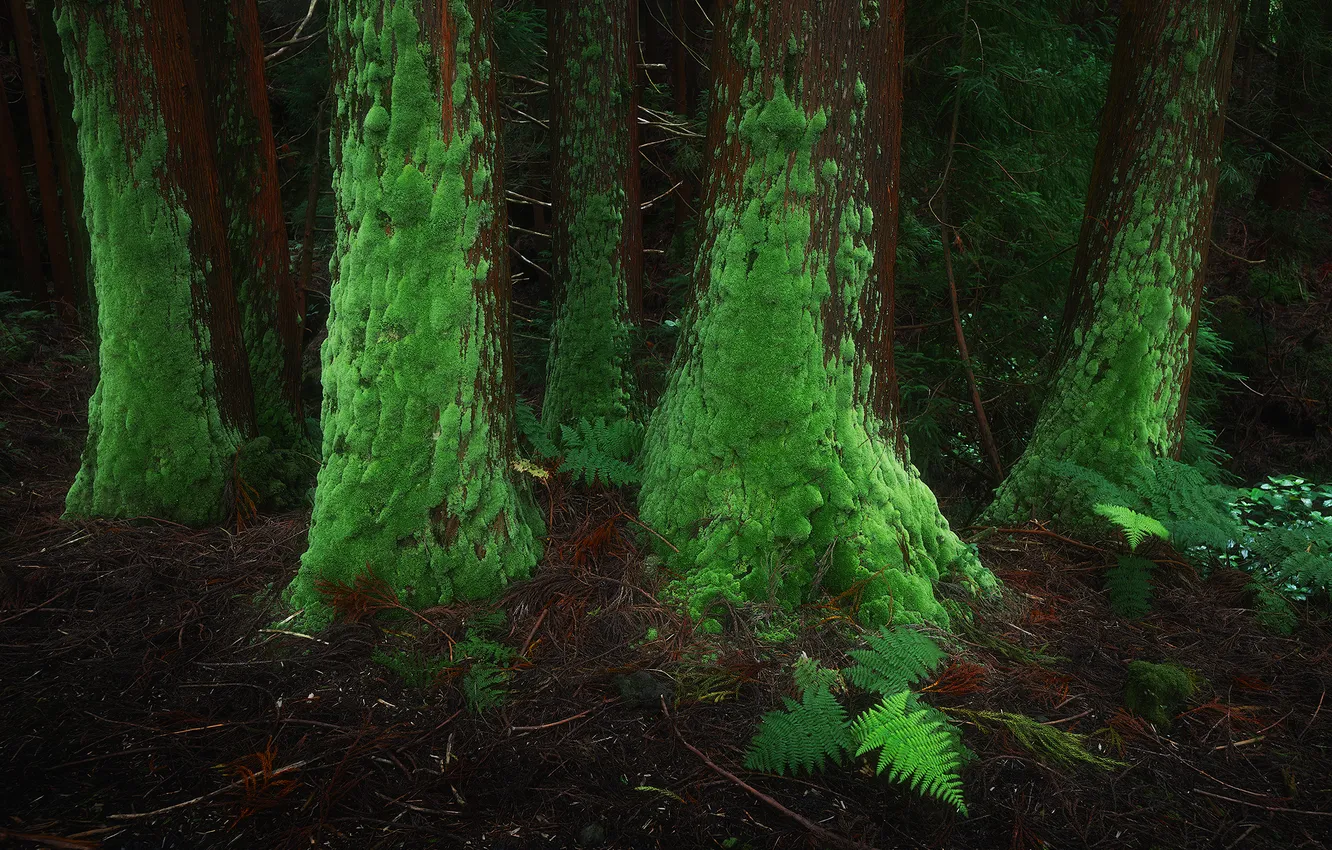 Photo wallpaper Trees, Moss, fern, Thicket, Daniil Korzhonov, Azores islands