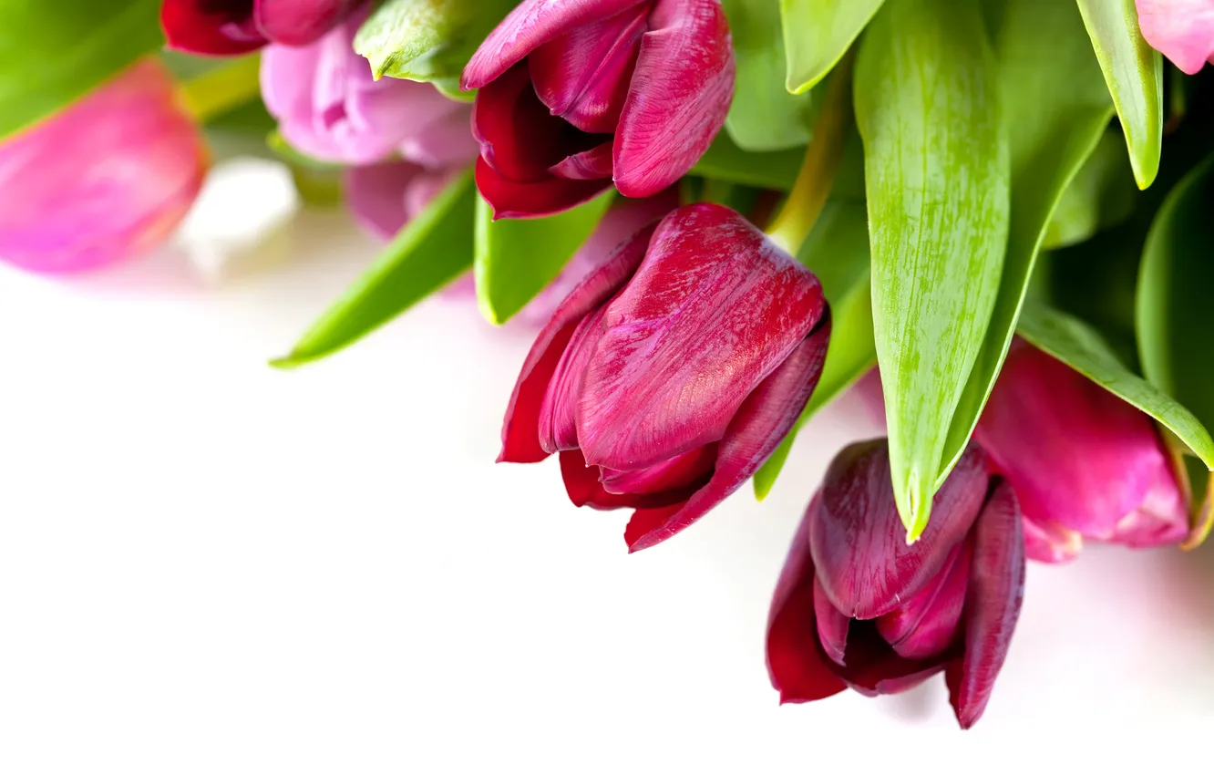 Photo wallpaper flowers, spring, colorful, tulips, colorful, flowers, beautiful, tulips