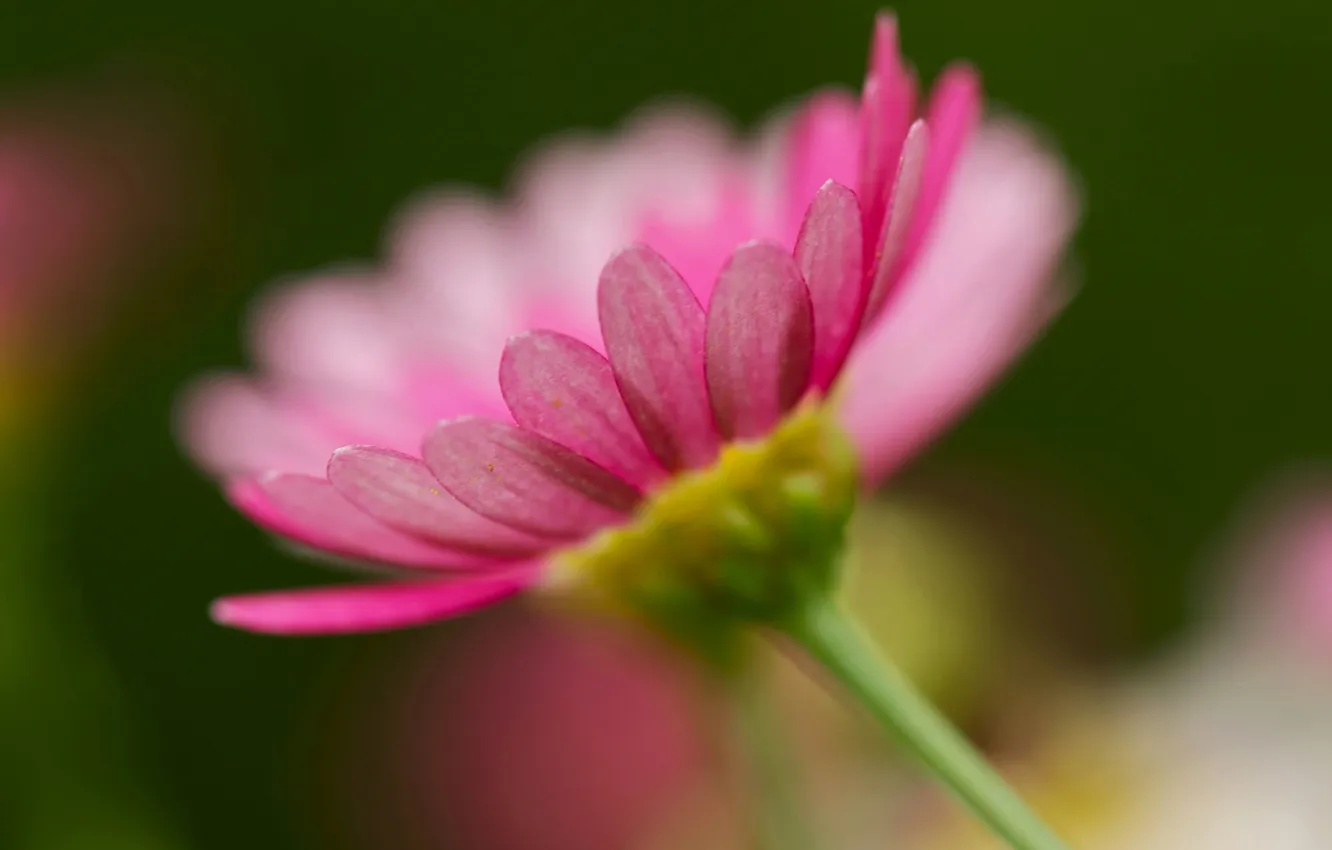 Photo wallpaper macro, petals, stem, gerbera