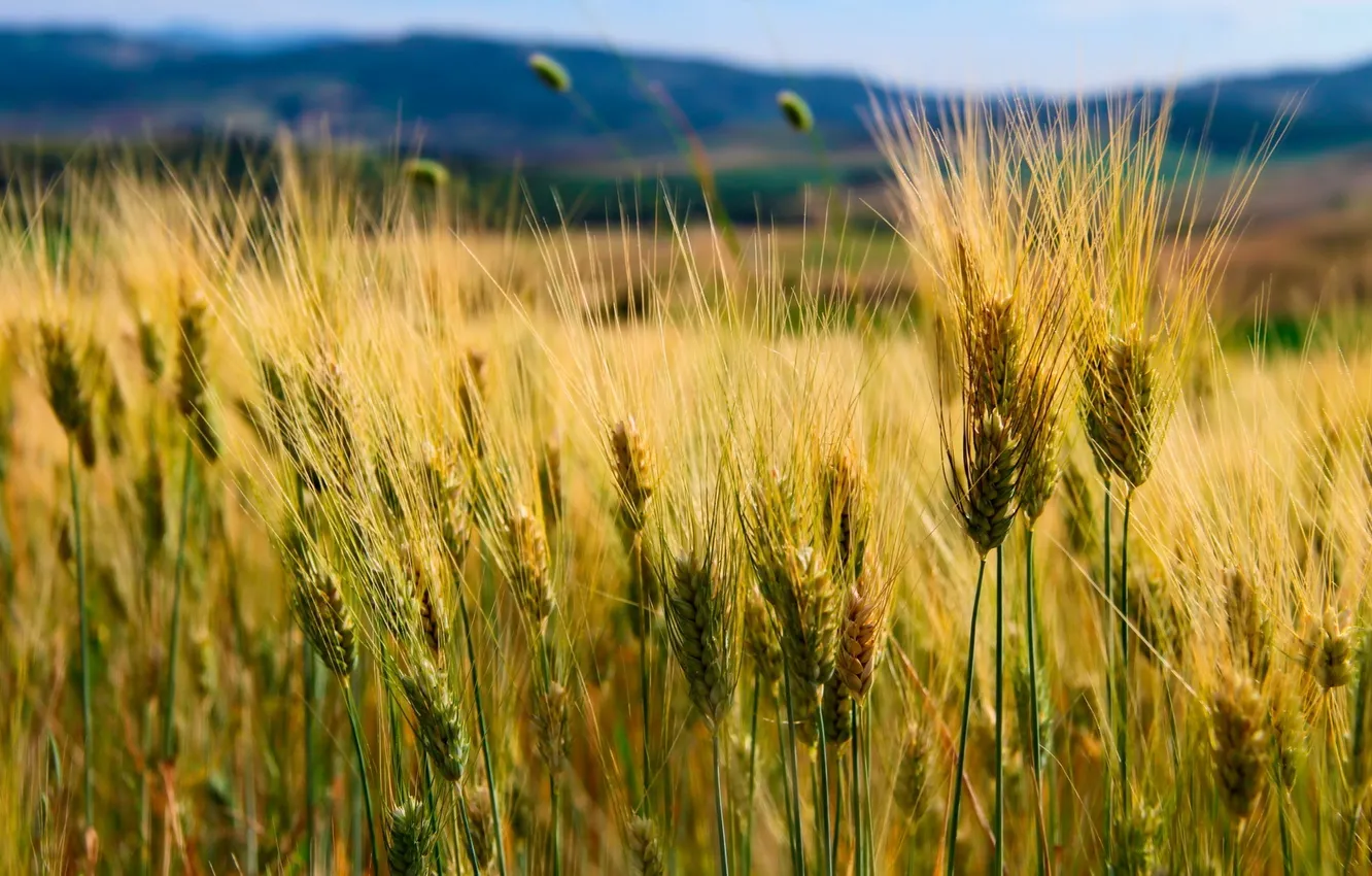 Photo wallpaper wheat, field, nature, hills, ears