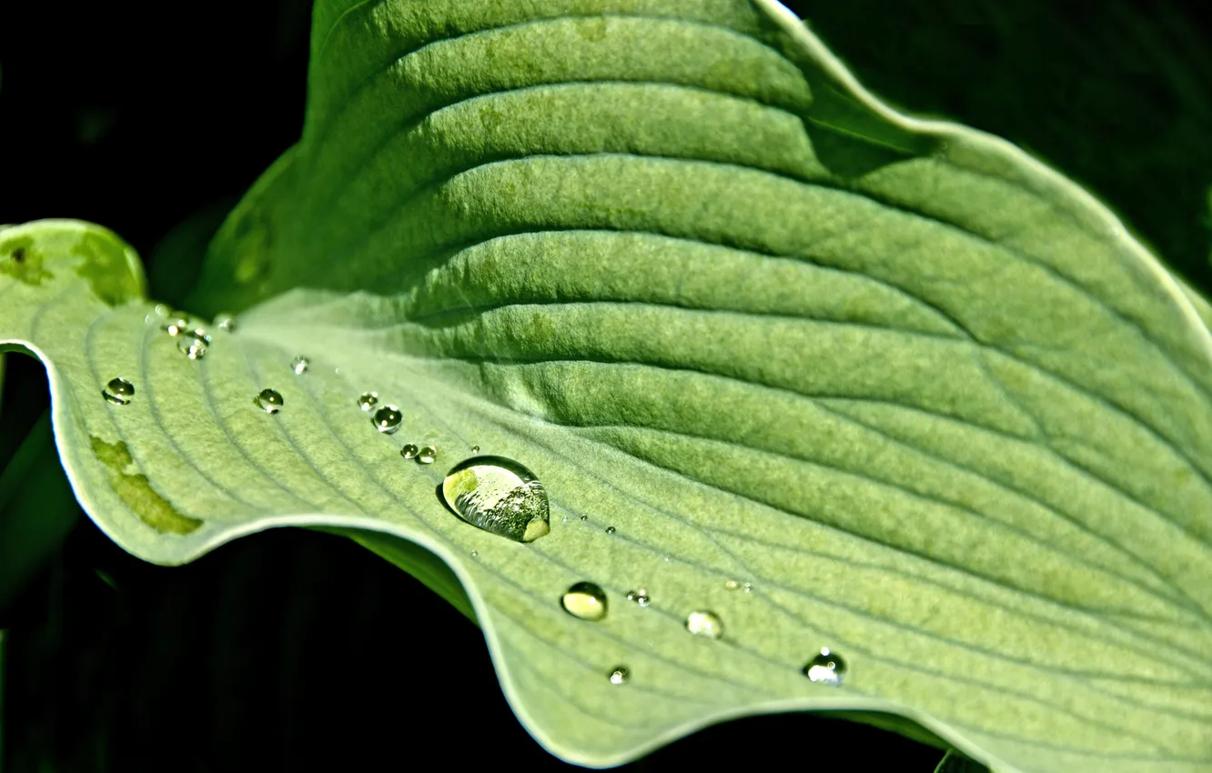 Photo wallpaper leaves, water, drops, background, blur