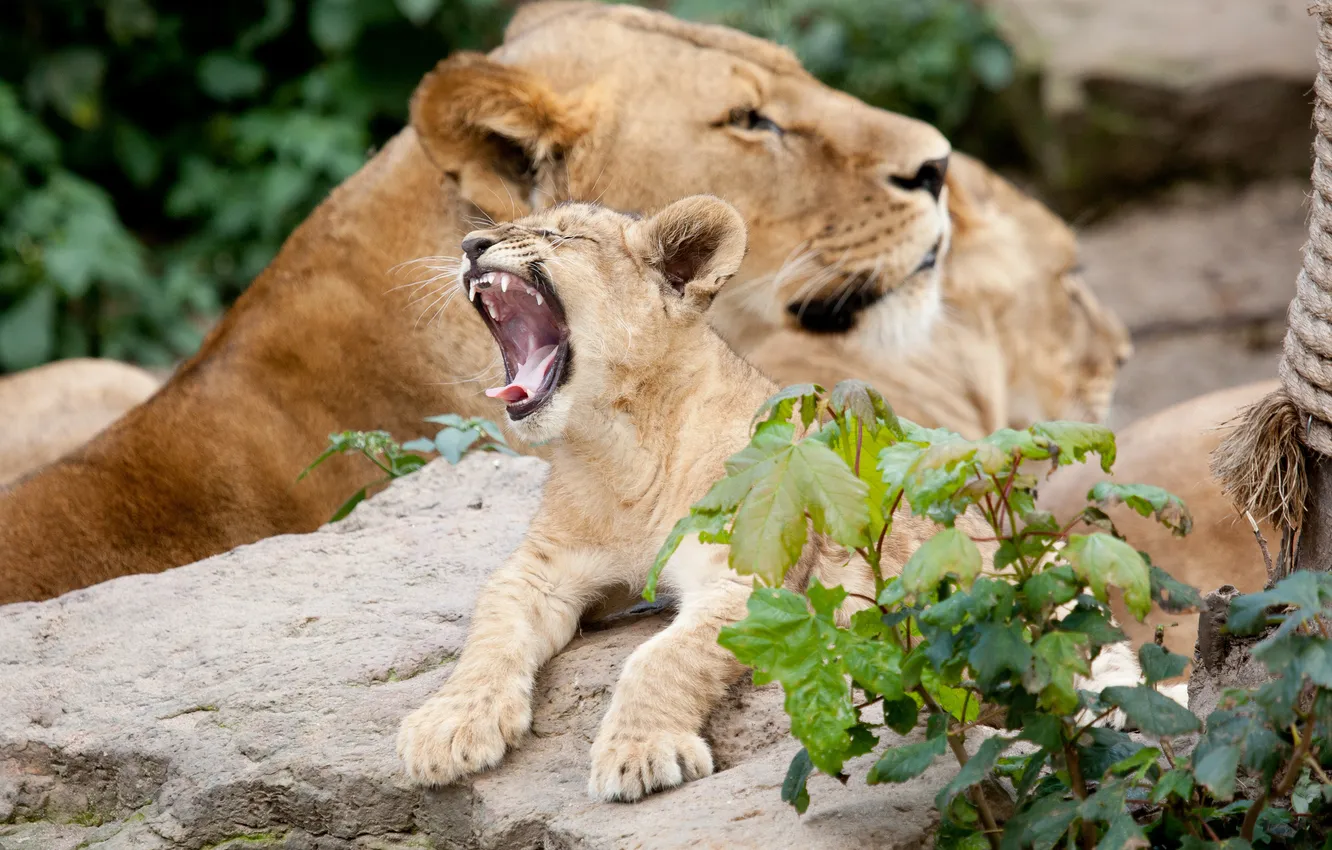 Photo wallpaper cat, Leo, mouth, cub, lion