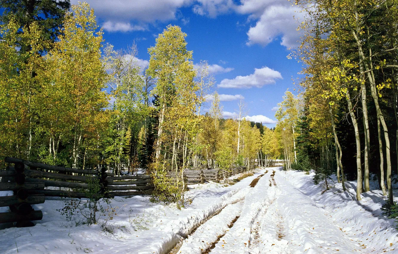 Photo wallpaper winter, road, forest, snow, photo, the fence, birch