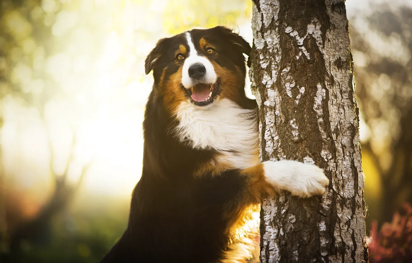 Photo wallpaper tree, dog, paws, birch, Chilli