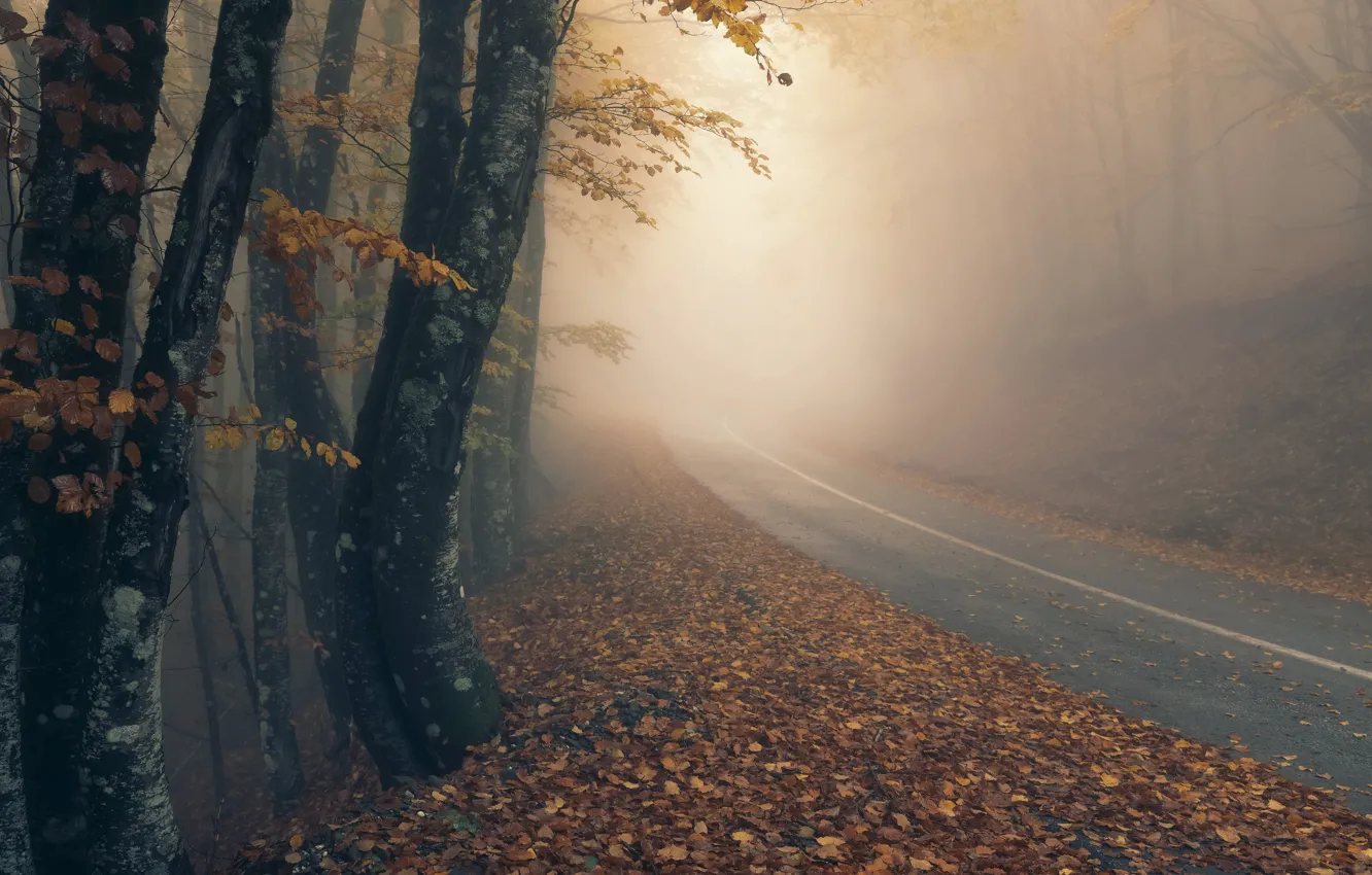 Photo wallpaper road, autumn, fog
