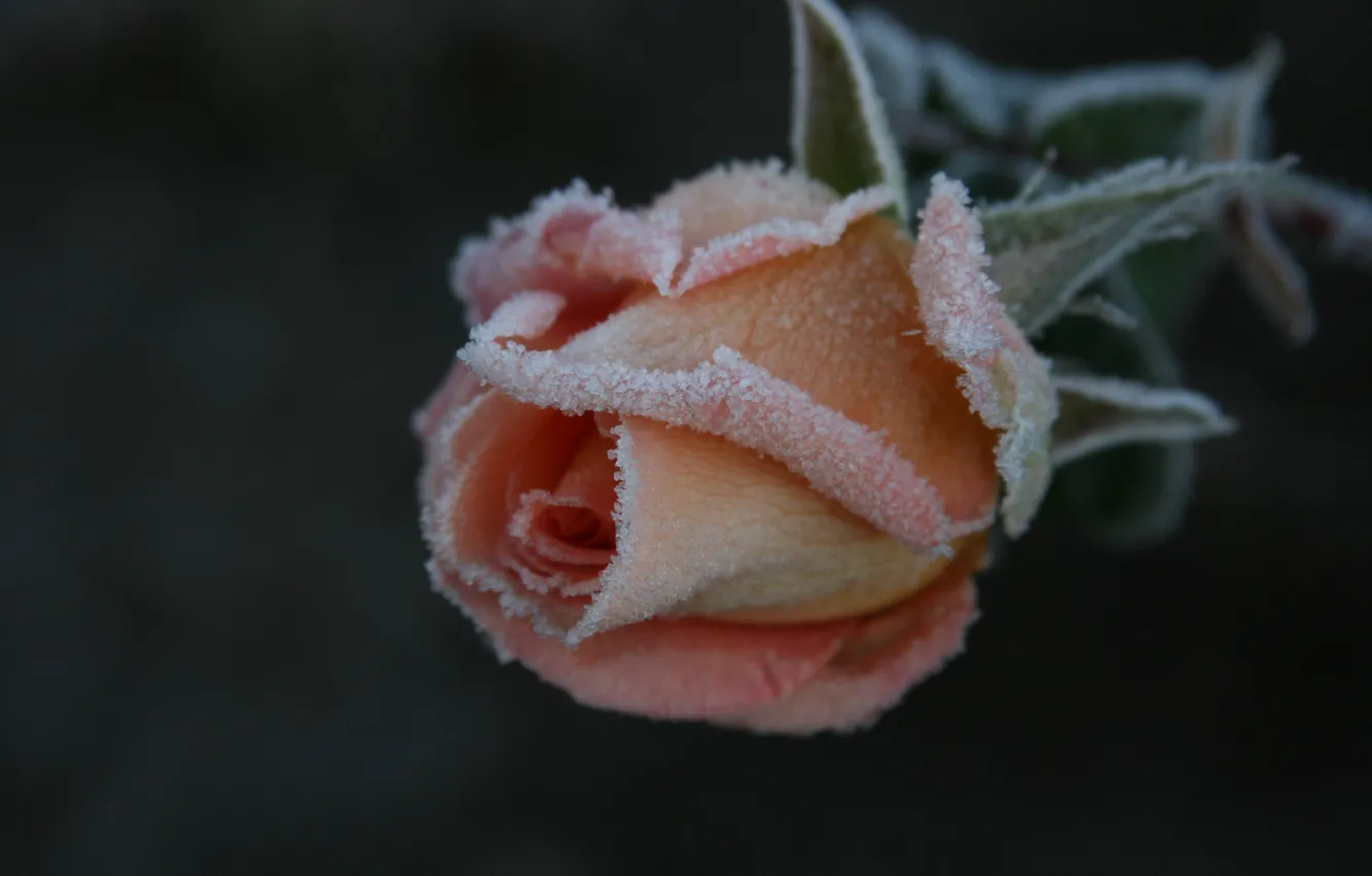 Photo wallpaper cold, frost, macro, flowers, nature, background, Wallpaper, plant