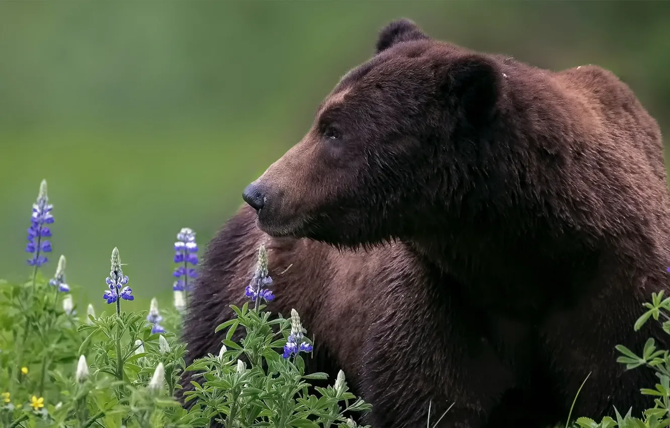 Photo wallpaper face, flowers, bear, grizzly, lupins