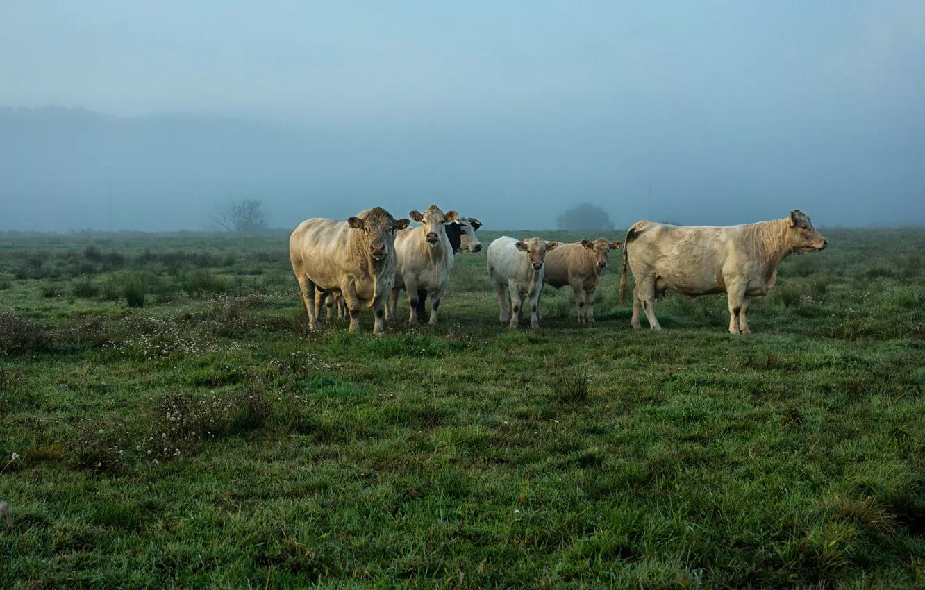 Photo wallpaper field, cows, pasture, the herd