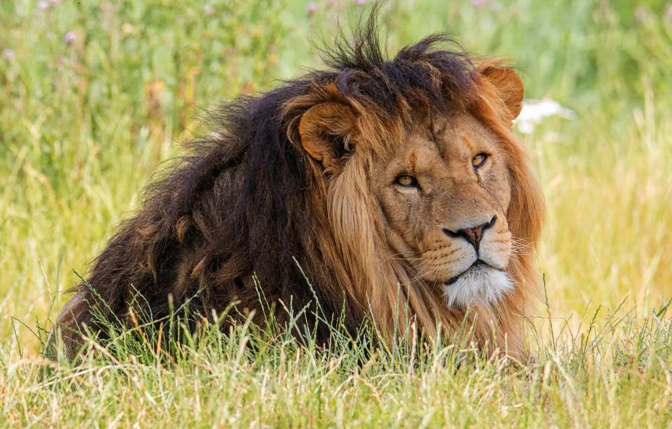 Photo wallpaper field, look, face, stay, Leo, mane, lies