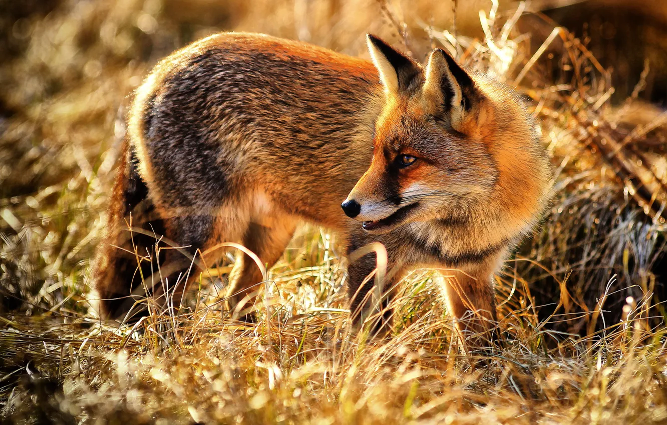 Photo wallpaper grass, Fox, red, wildlife, Fox