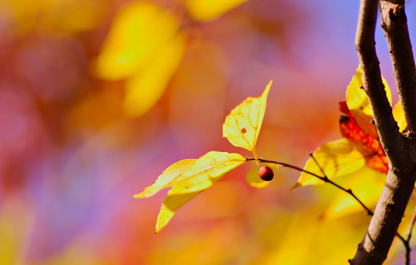 Photo wallpaper leaves, macro, trees, branches, yellow, background, Wallpaper, blur
