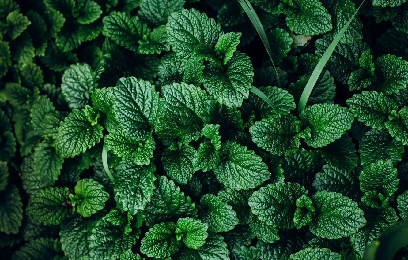 Photo wallpaper greens, background, plant, mint