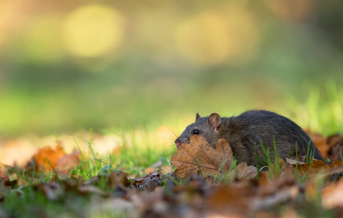 Photo wallpaper autumn, grass, leaves, light, background, mouse, mouse, field