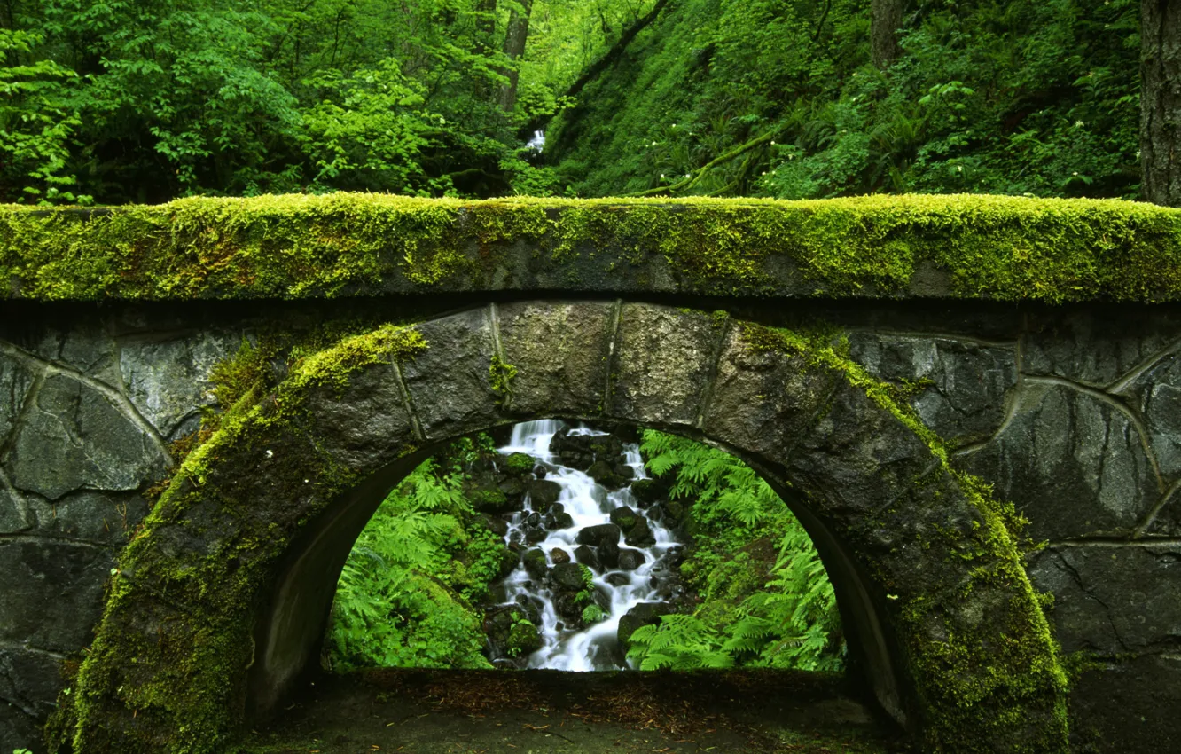 Photo wallpaper bridge, nature, green, thickets