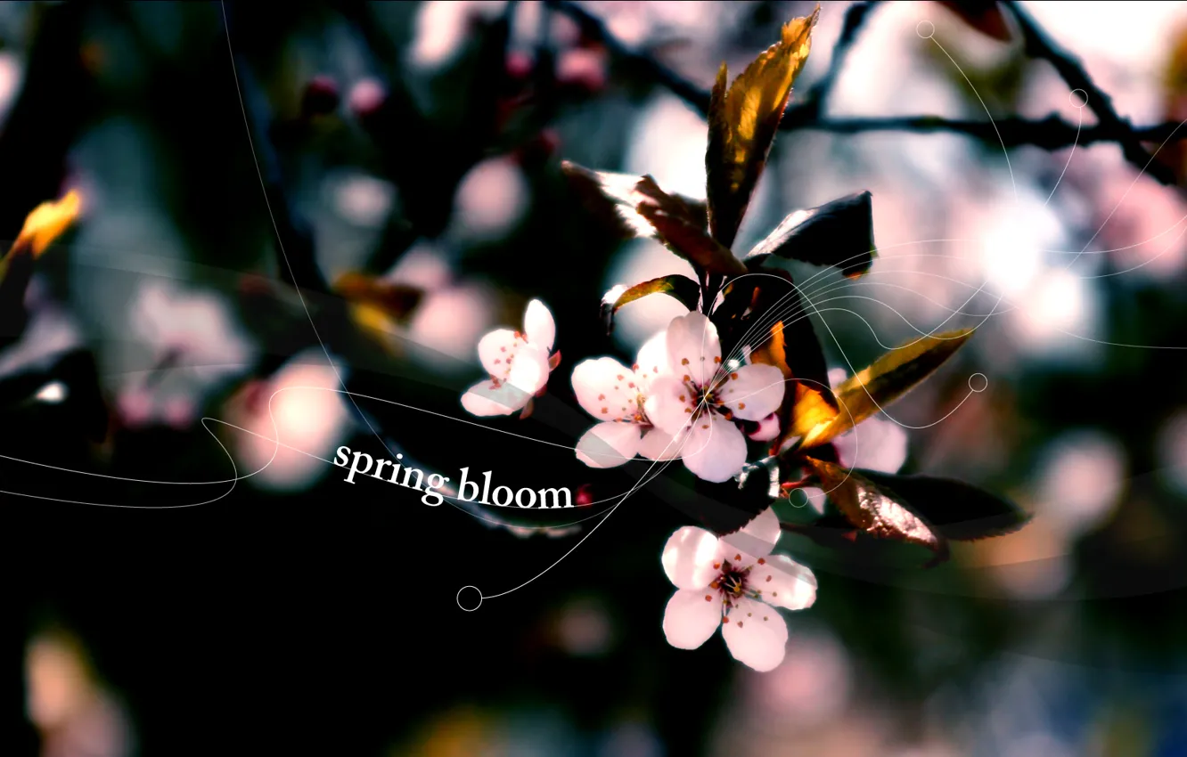 Photo wallpaper flowers, nature, cherry, plant, spring, petals, buds, flowering