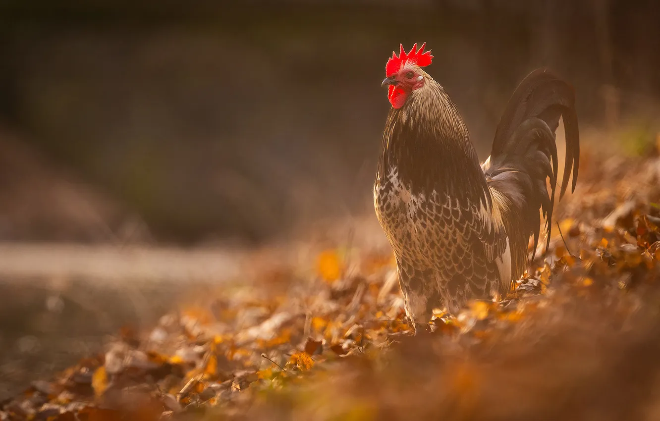 Photo wallpaper autumn, light, nature, bird, glade, foliage, black, blurred background