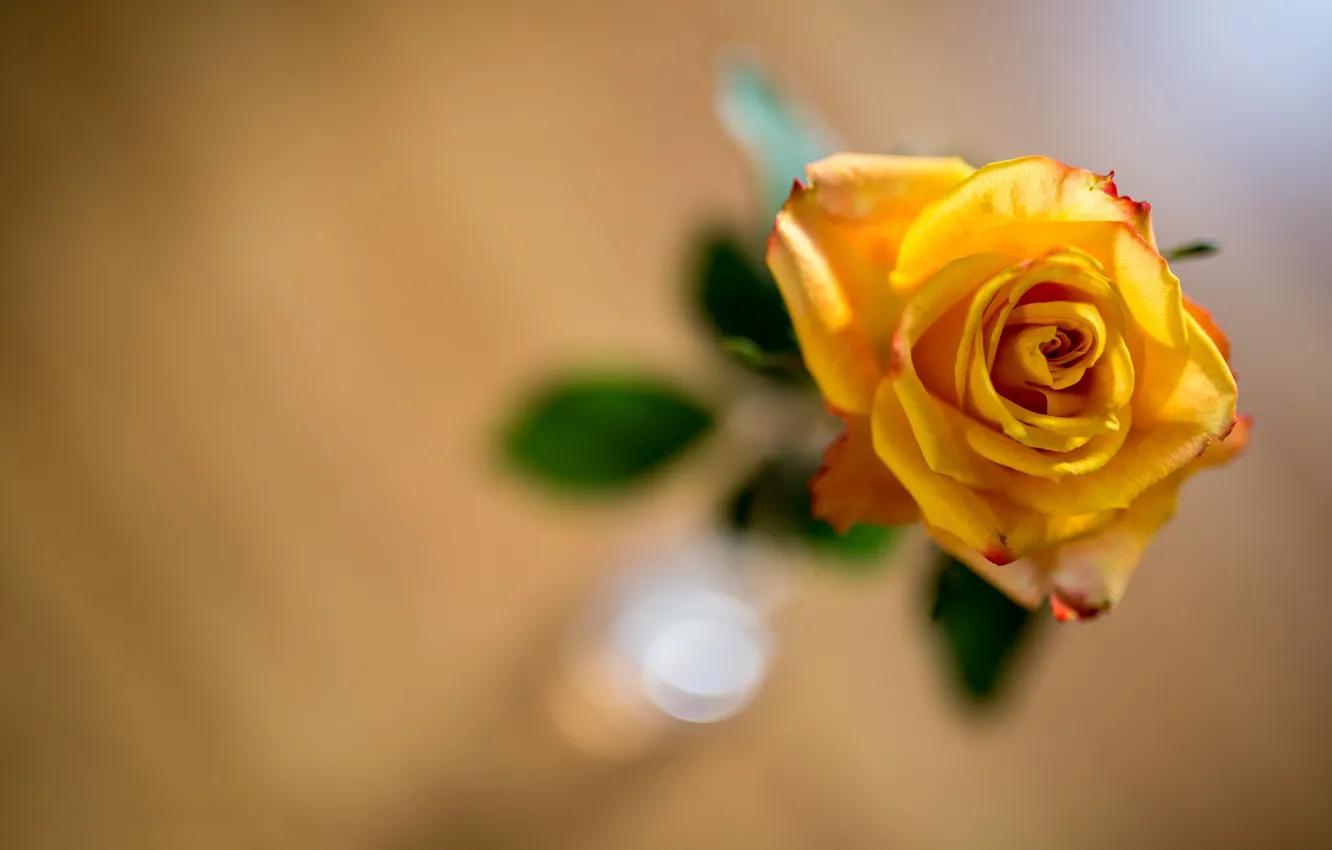 Photo wallpaper yellow, background, roses, bokeh