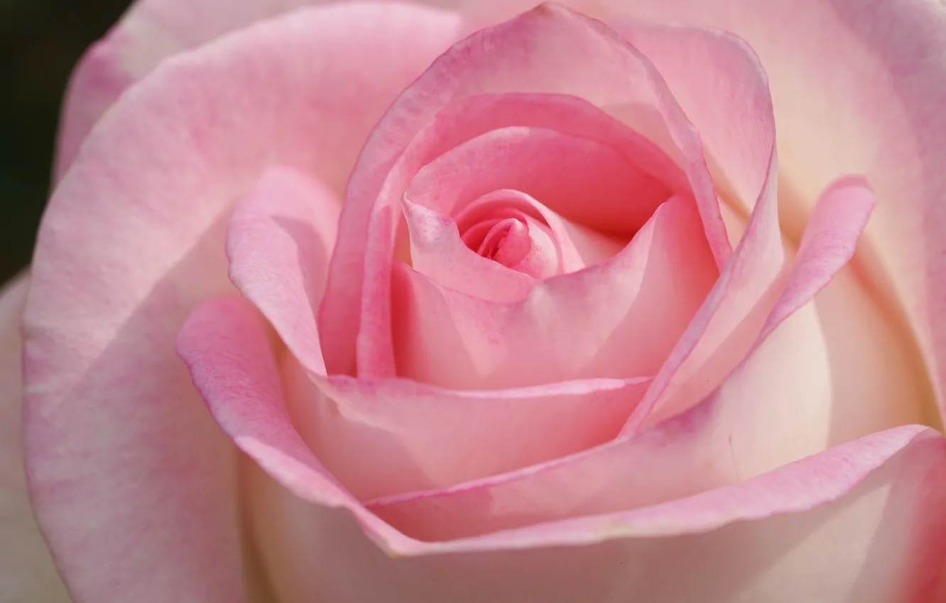 Photo wallpaper macro, tenderness, roses, petals