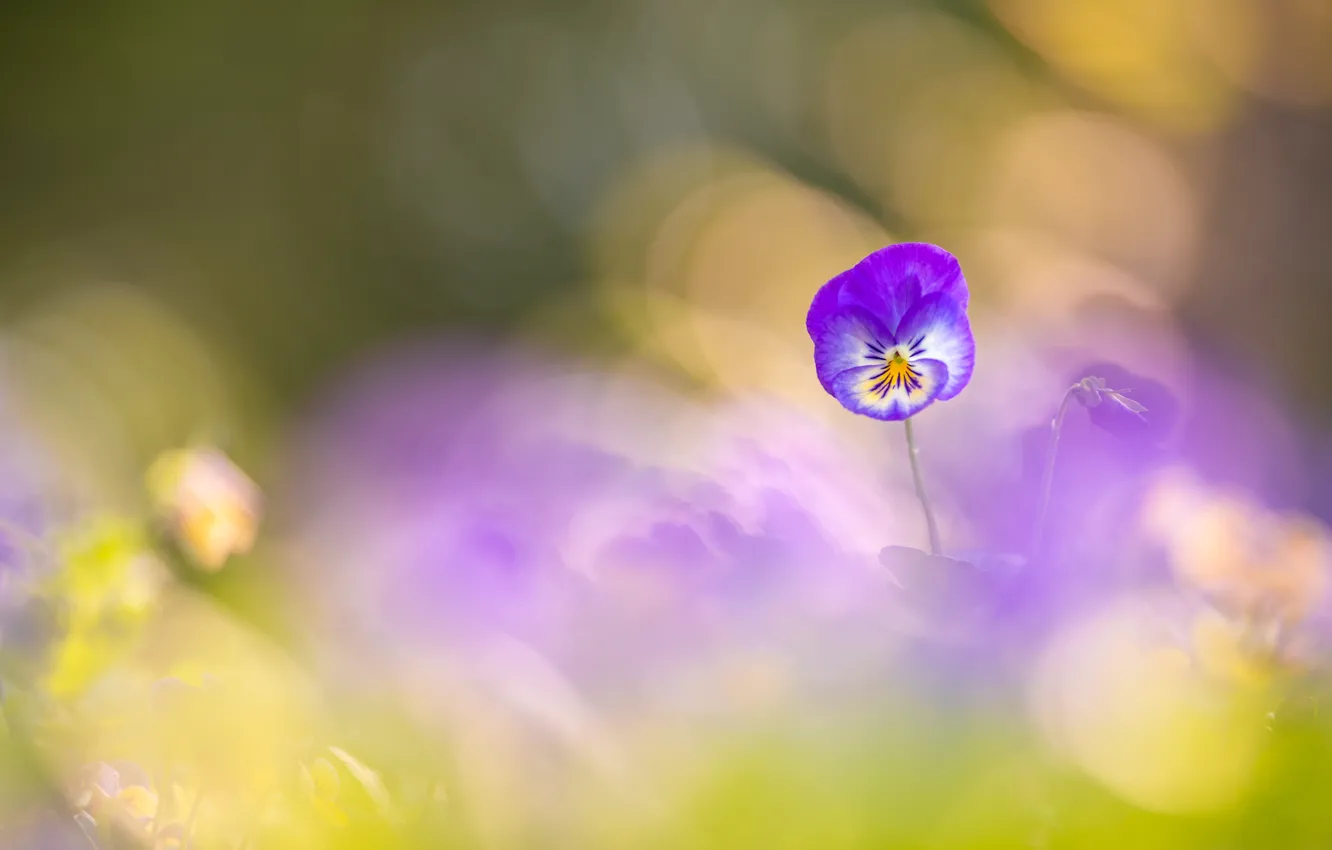 Photo wallpaper flowers, Pansy, lilac, bokeh, viola