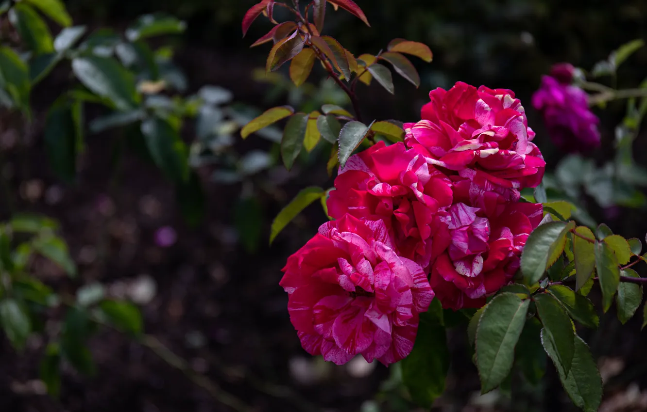 Photo wallpaper leaves, flowers, branches, roses, garden, pink, striped