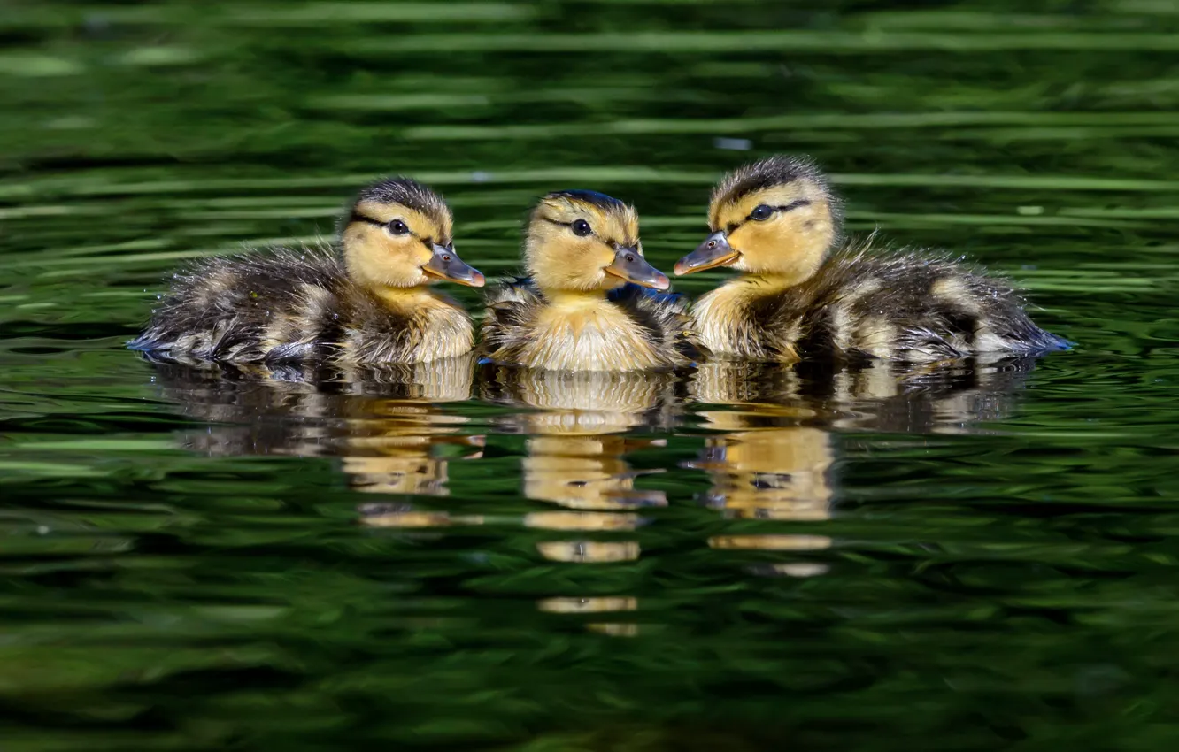 Photo wallpaper water, reflection, duck, three, trio, ducklings, duck, chick