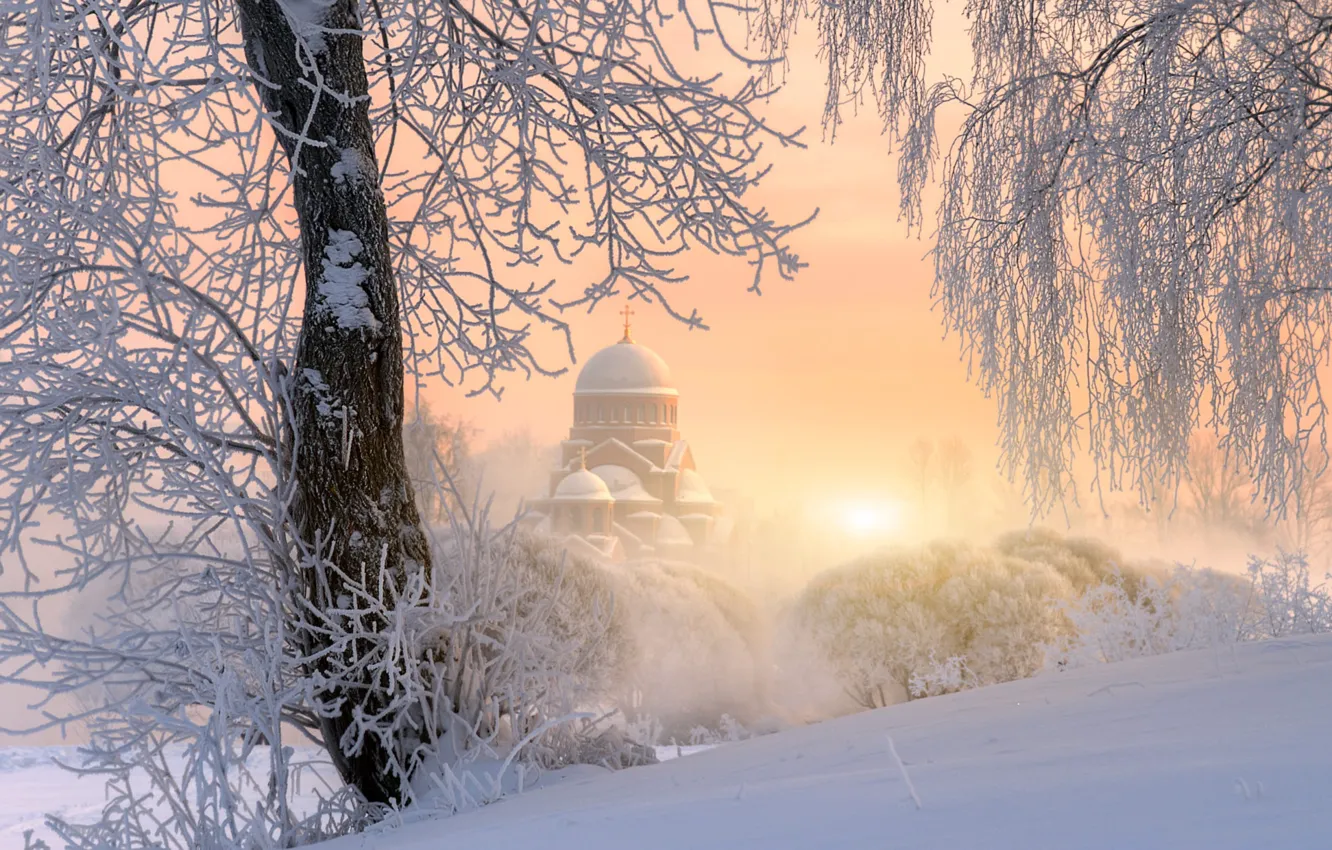 Photo wallpaper winter, frost, the sky, the sun, snow, trees, branches, nature