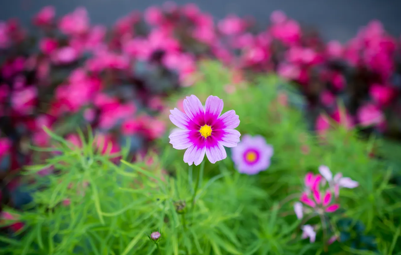 Photo wallpaper pink, earth, Flower