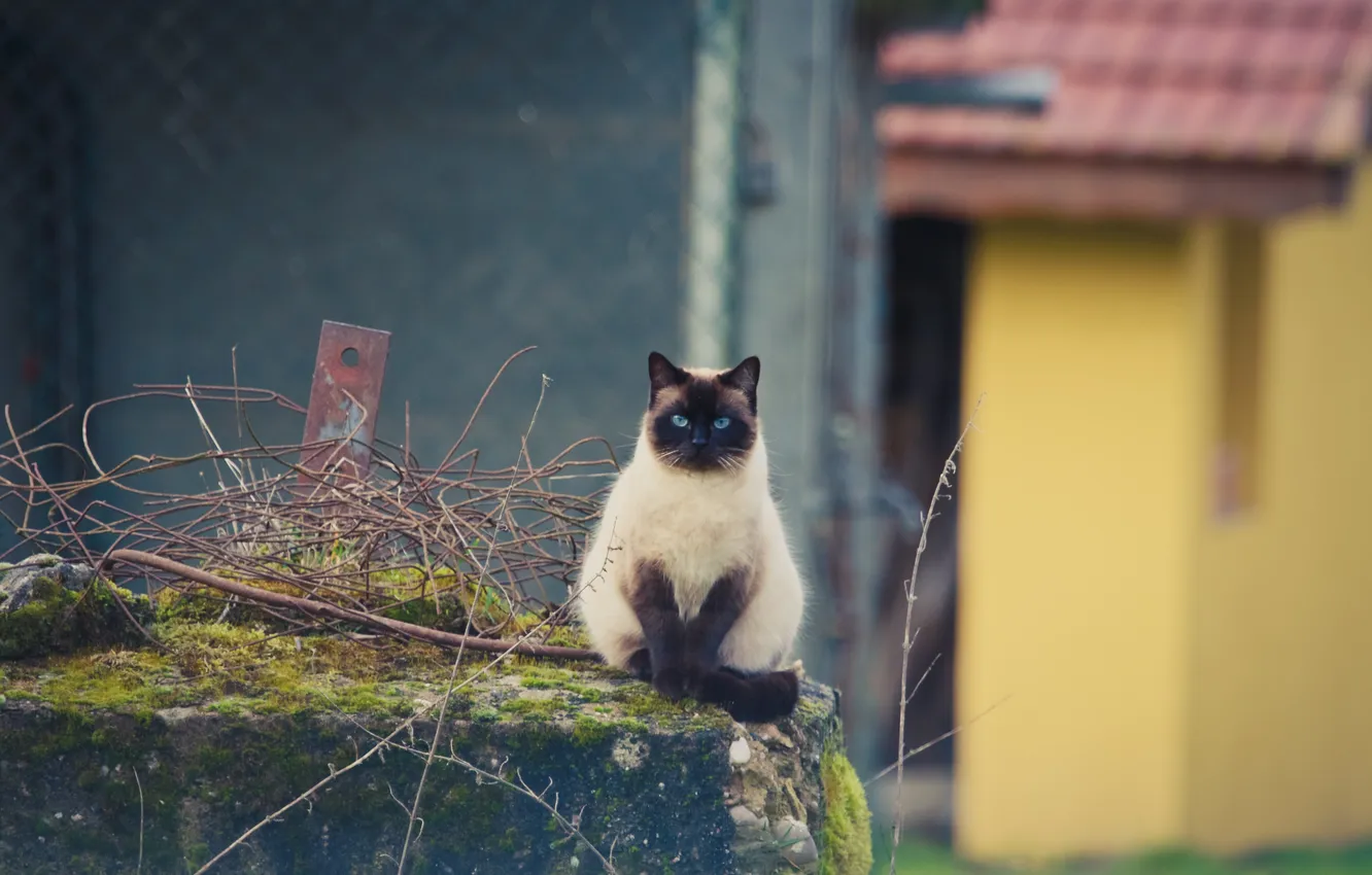 Photo wallpaper cat, look, background, color