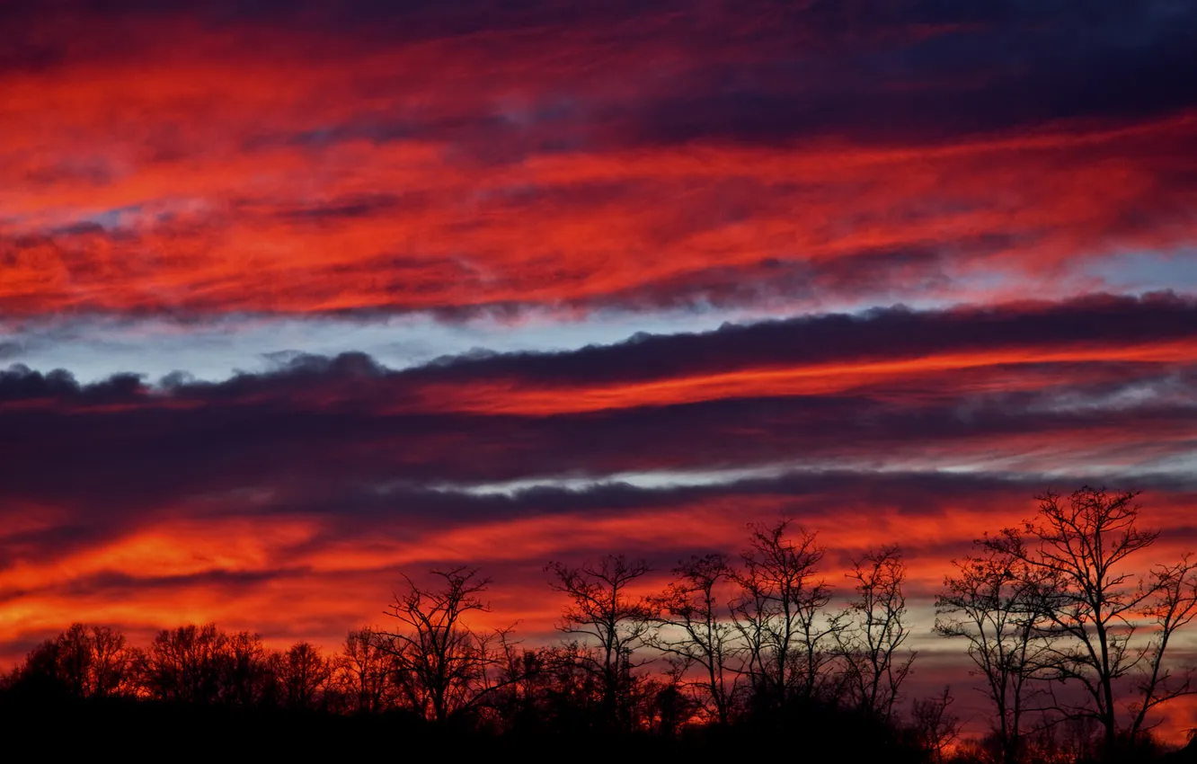 Photo wallpaper the sky, clouds, trees, silhouette, glow