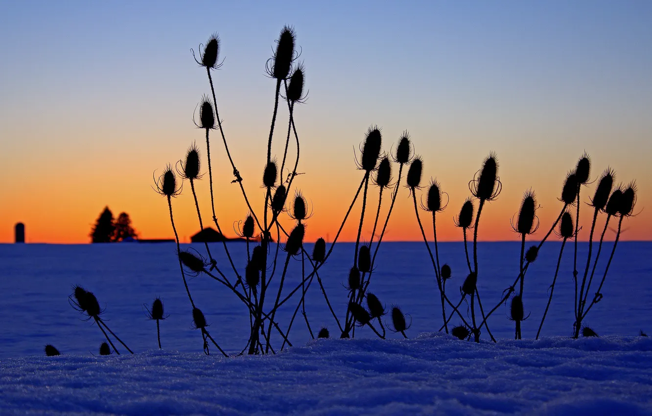 Photo wallpaper winter, field, the sky, grass, snow, plant, horizon, silhouette