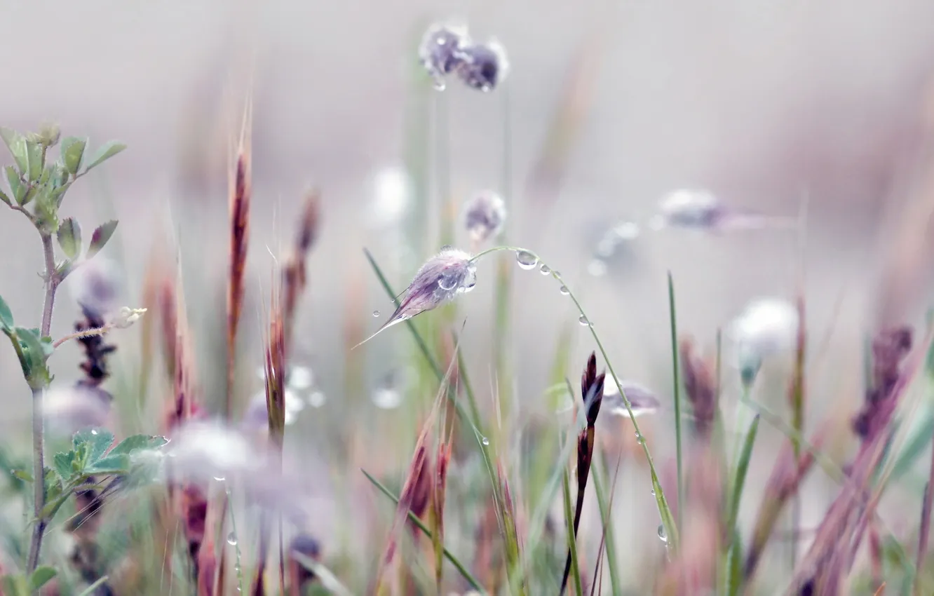 Photo wallpaper grass, drops, nature