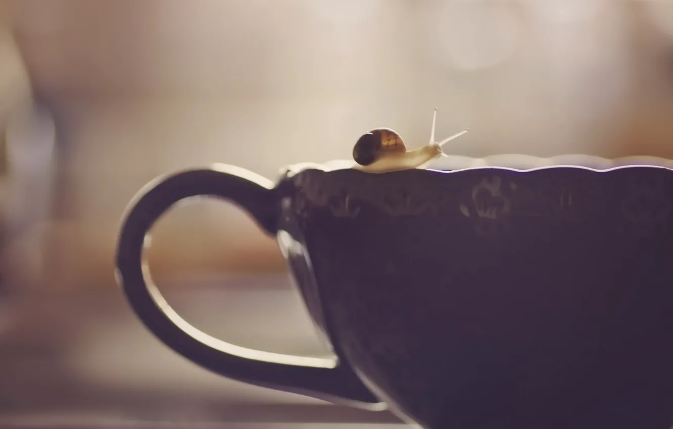 Photo wallpaper background, snail, Cup