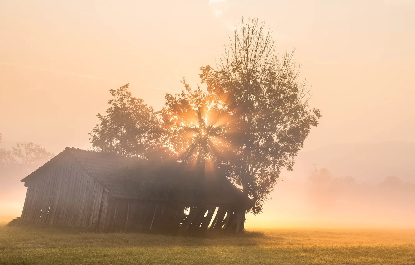 Photo wallpaper fog, dawn, morning, house