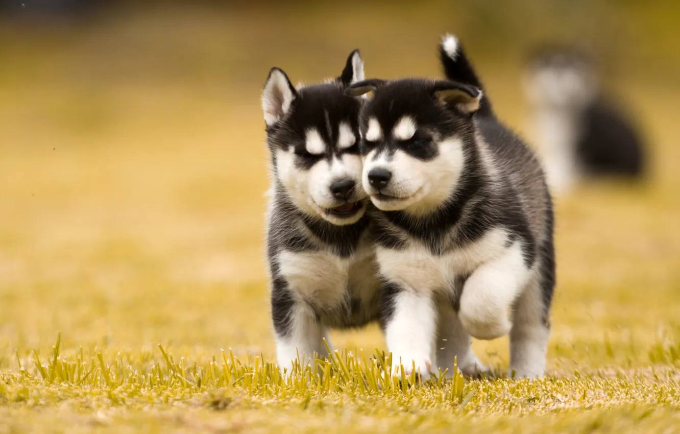 Photo wallpaper dogs, lawn, puppies, two, Husky
