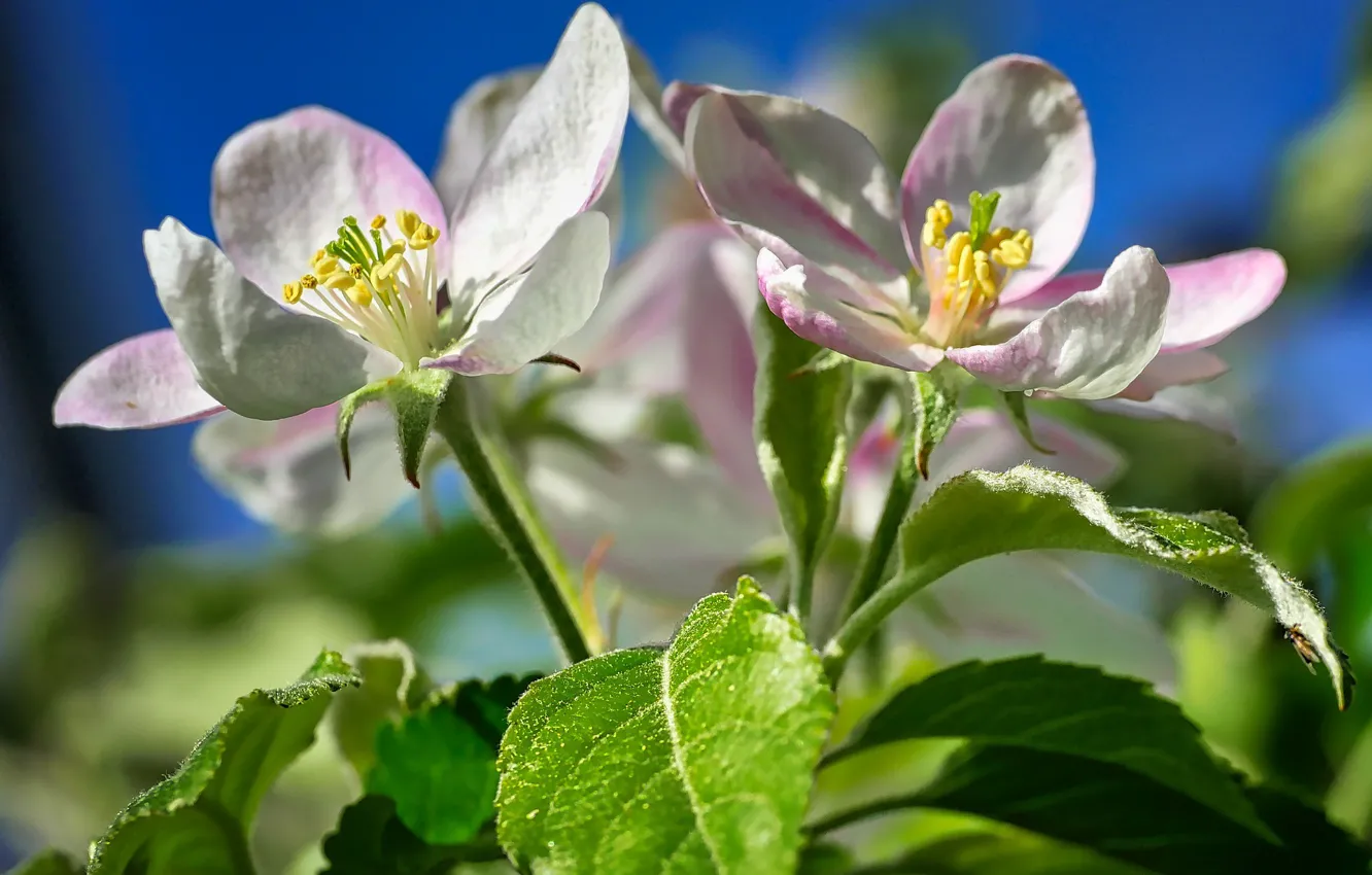 Photo wallpaper flowers, spring, Apple, flowering