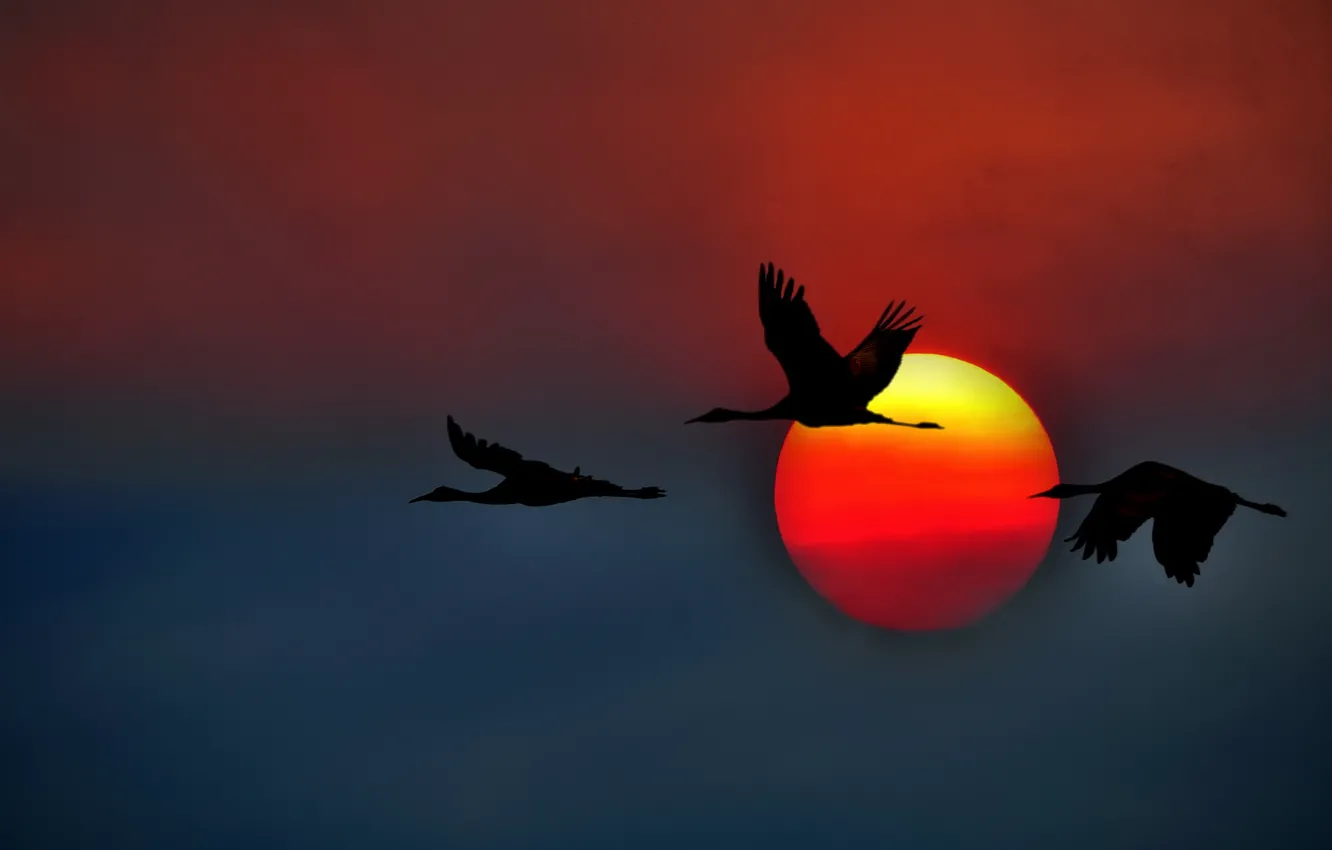 Photo wallpaper the sky, the sun, sunset, flight, USA, CA, crane, Canadian cranes