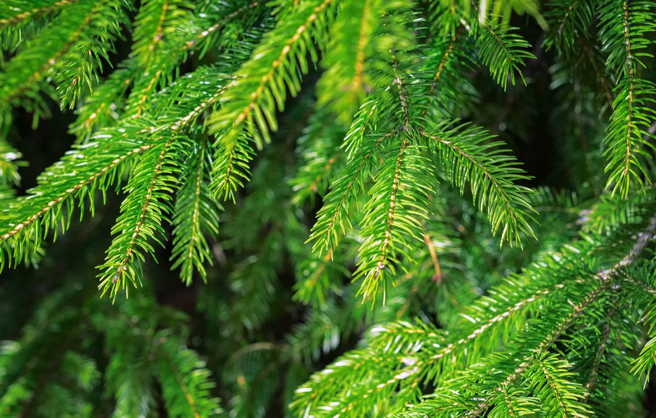 Photo wallpaper greens, branches, spruce, needles, bokeh, spruce