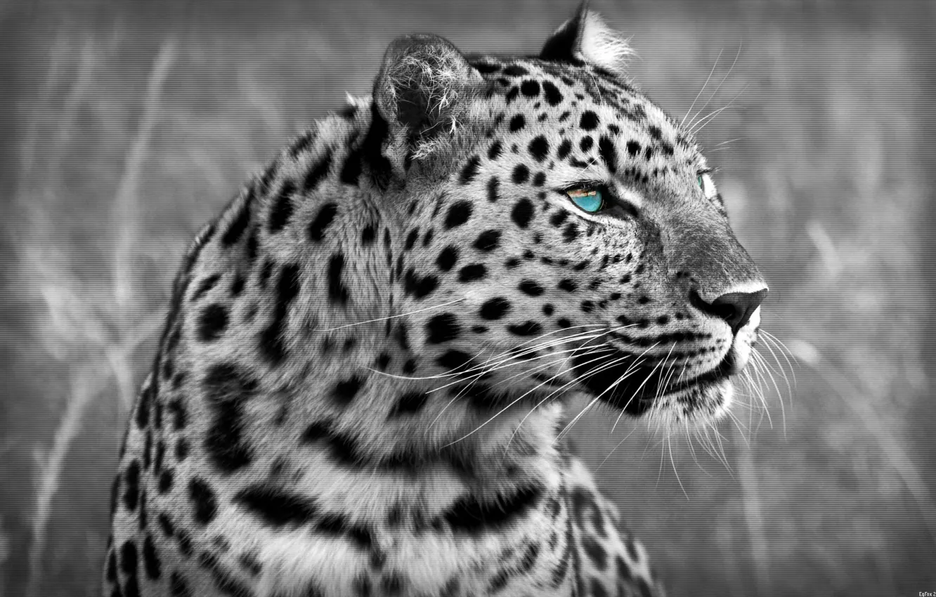 Photo wallpaper cat, predator, leopard, leopard, cat, 1920x1200, predator