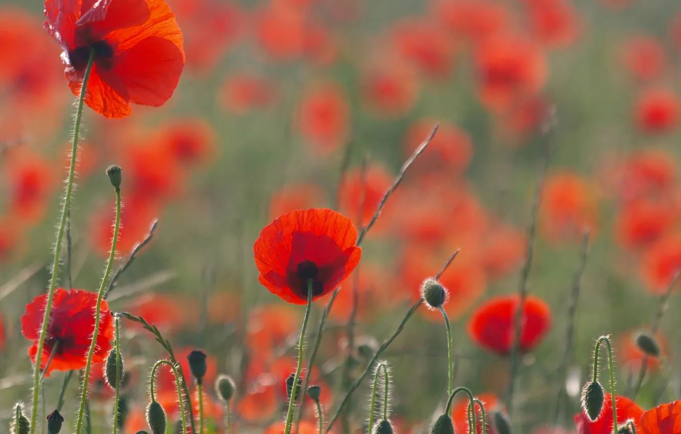Photo wallpaper field, nature, Maki, petals, stem, meadow