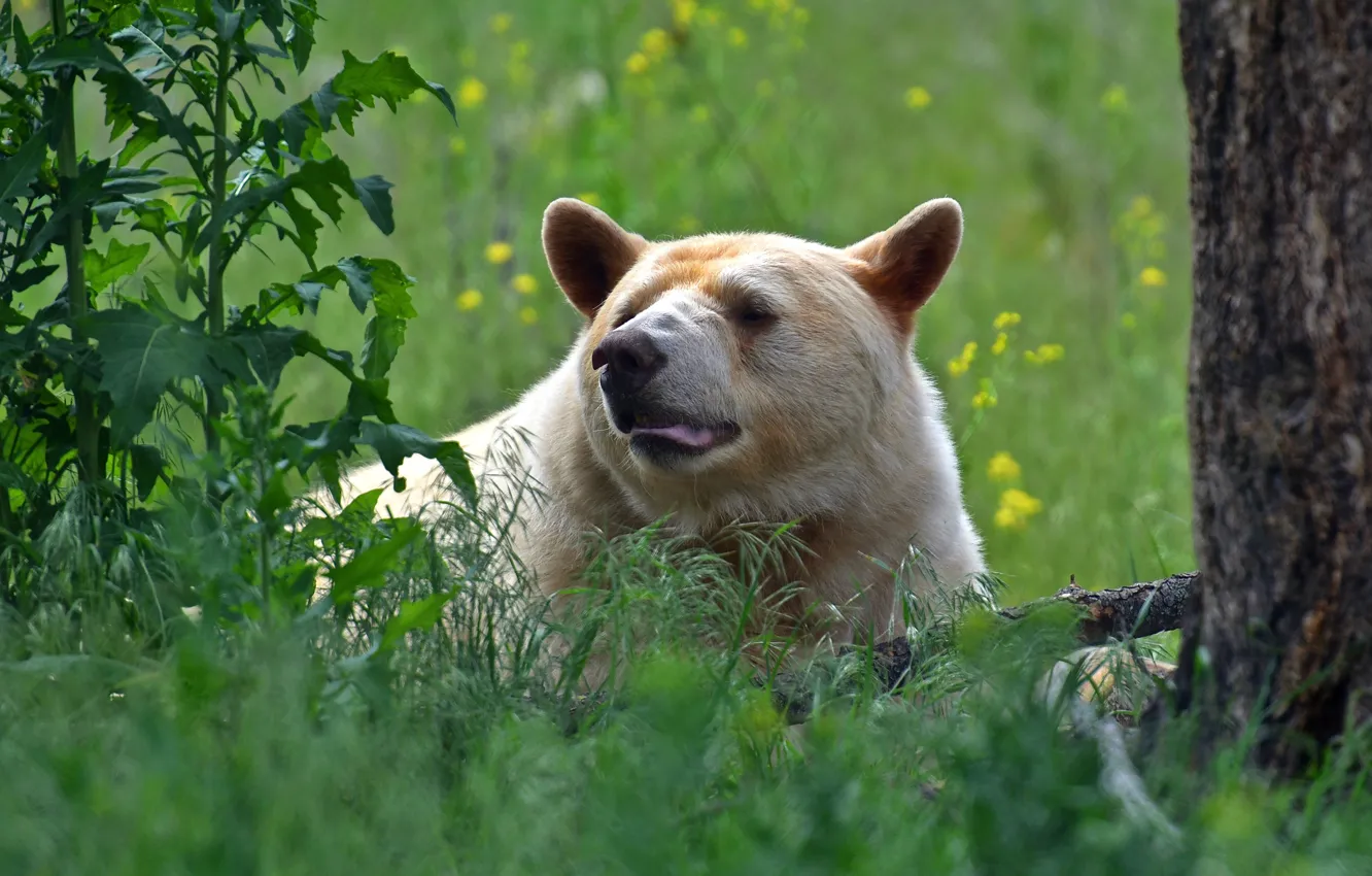 Photo wallpaper language, white, grass, face, trees, nature, bear, lies