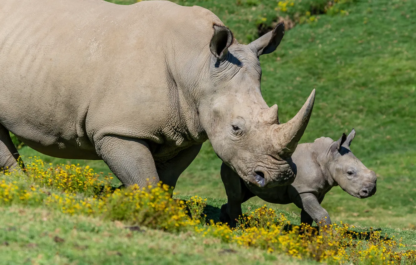 Photo wallpaper flowers, nature, two, baby, pair, cub, Rhino, mother