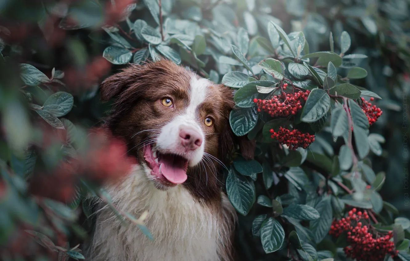 Photo wallpaper leaves, branches, nature, berries, animal, Bush, dog, dog