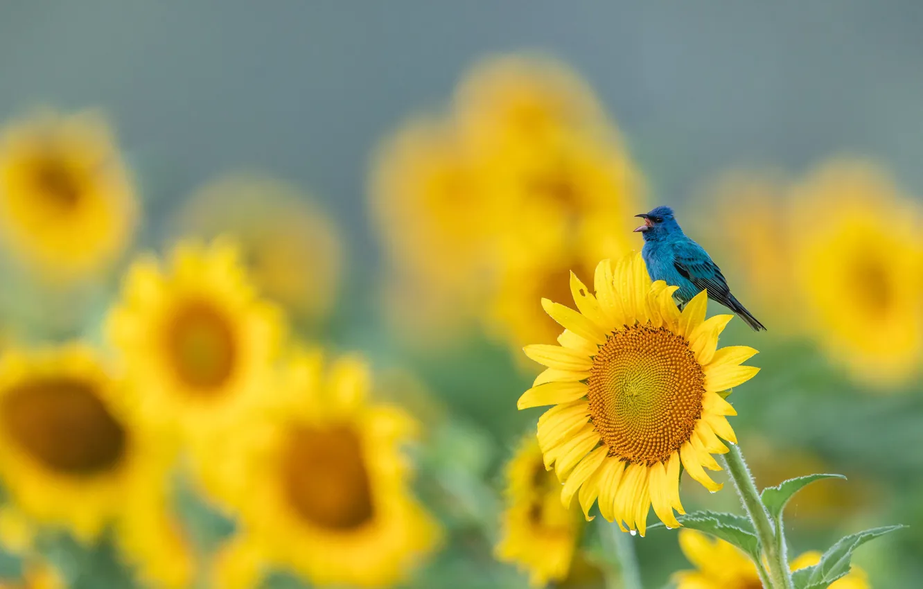 Photo wallpaper field, summer, sunflowers, flowers, bird, glade, beak, yellow